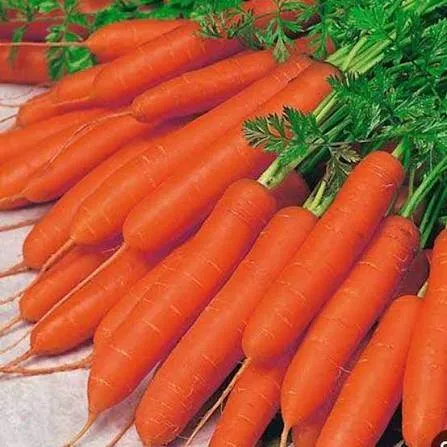 بسته‌بندی هویج صادراتی

