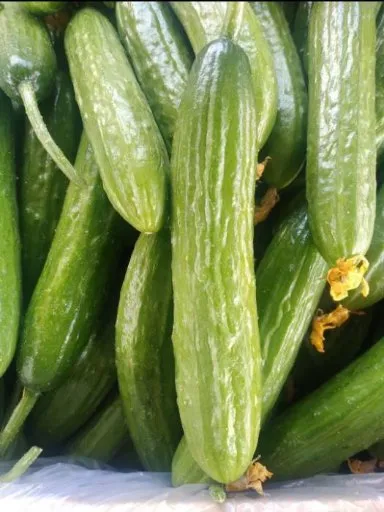 تصویر خیار گلخانه ای ورامین بار روز