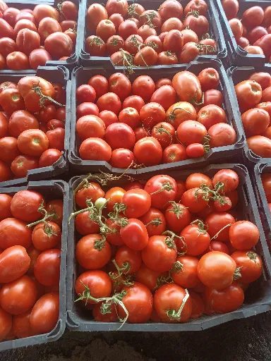 تصویر گوجه فرنگی عمده