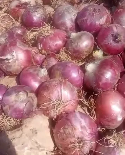 تصویر پخش عمده پیاز قرمز بذر بناب