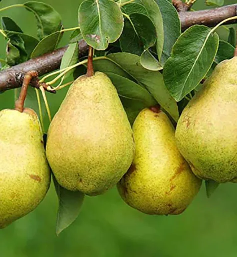 تصویر گلابی شاه میوه پخش