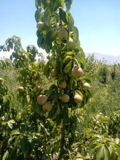 تصویر پخش گلابی اسپادانا