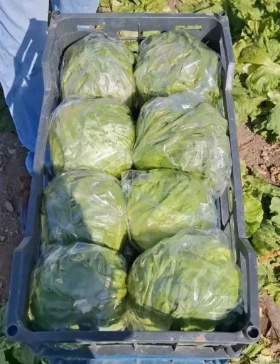 تصویر کاهو آیسبرگ عمده