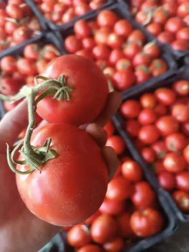 تصویر فروش عمده گوجه فرنگی بوته ای تازه