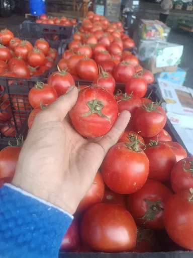 تصویر گوجه شیراز