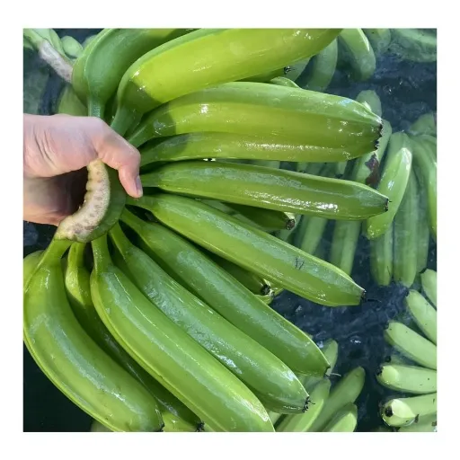 موز ارزان سبز عمده