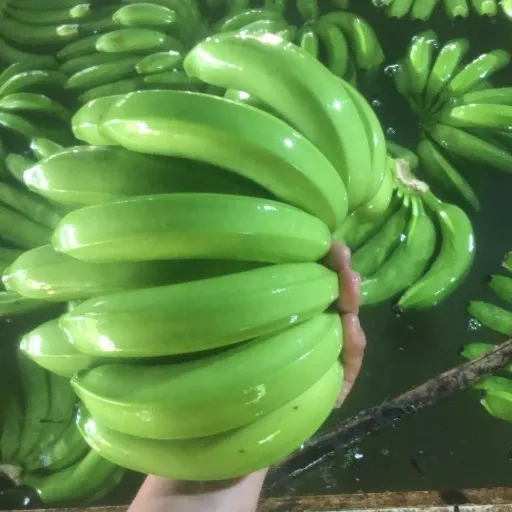 موز سبز اصلی وارداتی