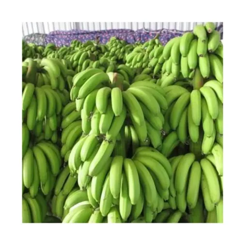 موز کاوندیش سبز