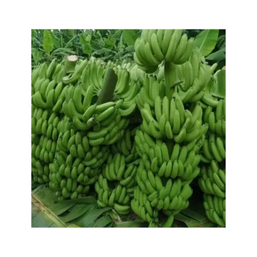 موز خرید عمده