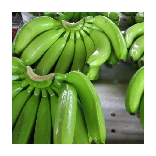 موز بندرعباس خرید عمده