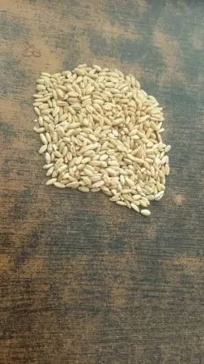 تصویر گندم تخم پیشگام بوجاری شده ۱۰ تن