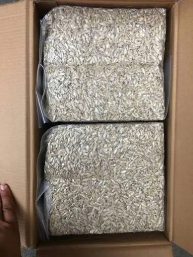 مغز تخمه چینی صادراتی