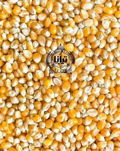 قیمت عمده ذرت پاپ کورن